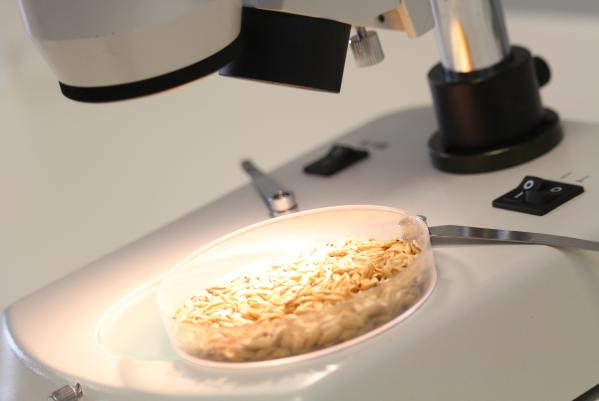 Imagen del Departamento Biotecnología y Ciencia de los Alimentos